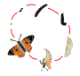 Butterfly Life Cycle
