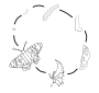 Butterfly Life Cycle
