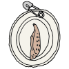Chrysalis