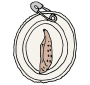 Chrysalis  Picture