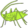 Aphid