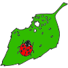 Aphids