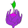 Kohlrabi