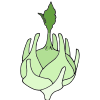 Kohlrabi