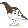 Ptarmigan