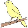 Canary Picture