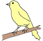 Canary Picture