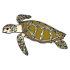 Sea Turtle Picture