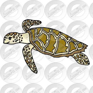 Sea Turtle