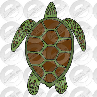 Sea Turtle  Picture