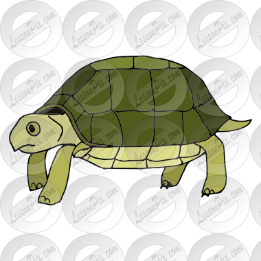 Tortoise