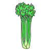 Celery Picture