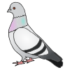 Pigeon++Palomas Picture