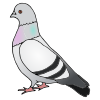 Pigeon Picture