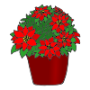 Poinsettia Picture