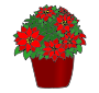 Poinsettia Picture