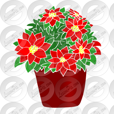 Poinsettia