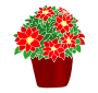 Poinsettia
