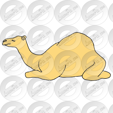 Camel