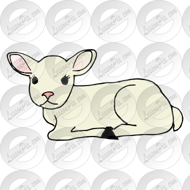 lamb