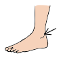 Ankle Picture