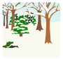 Winter Forest