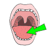 Tongue