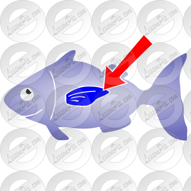 Fin