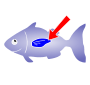 Fin