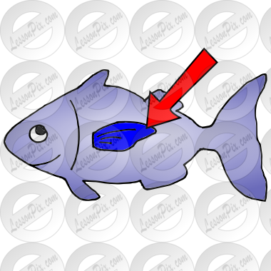 Fin