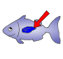 Fin