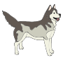 Husky