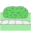 Bush