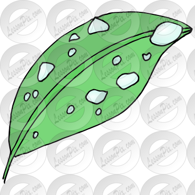 Dew