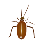 Roach