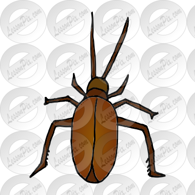Roach