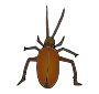 Roach