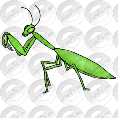 Praying Mantis