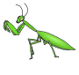 Praying Mantis