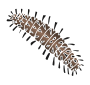Caterpillar