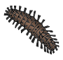 Caterpillar