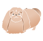 Pekingese