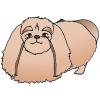 Pekingese Picture