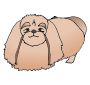 Pekingese Picture