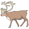 Caribou