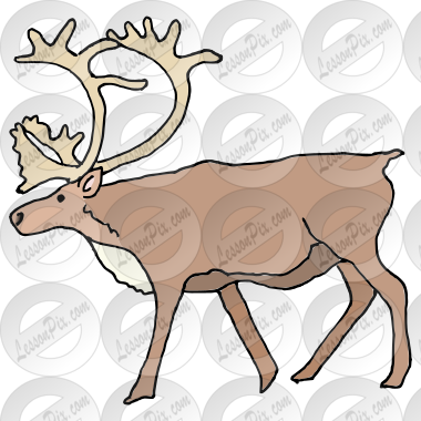 Caribou