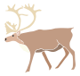 Caribou