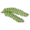 Fern Picture