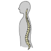 Spine Picture