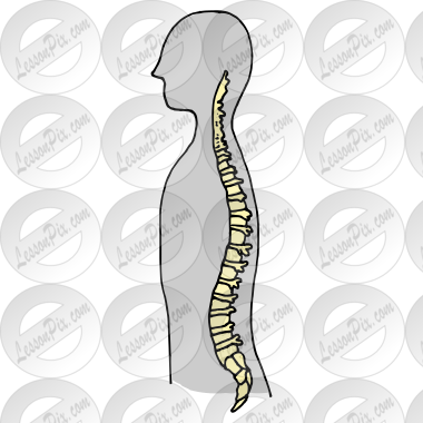 Spine Picture